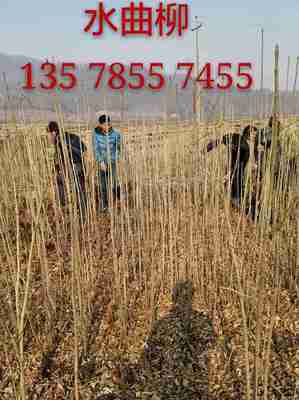 青扦營養杯苗 吉林市船營區太平苗圃的園林綠化優選